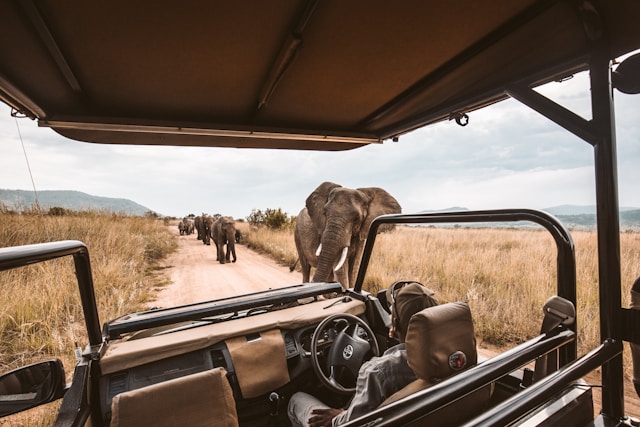 Wildlife Safari