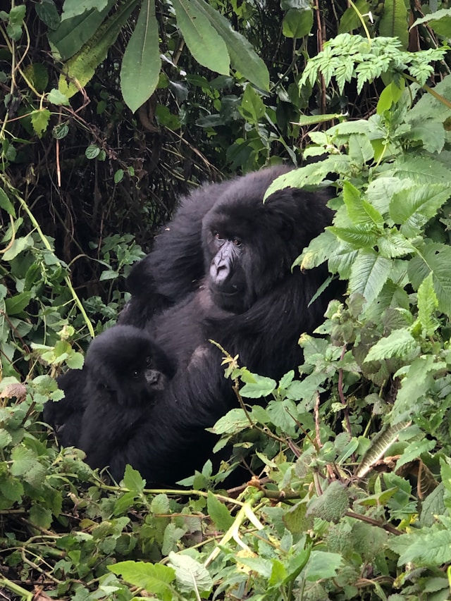 Ghana & Rwanda Heritage Tour
