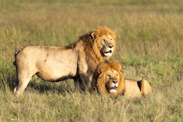 Maasai Mara