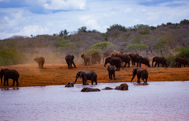 Tsavo National Parks